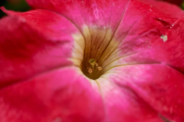 Czerwony Kwiat Zbliżenie Południe — Zdjęcie stockowe