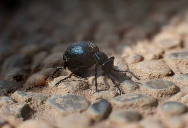 Black Ground Beetle Insect Stones Macro Photo — Stock Photo, Image