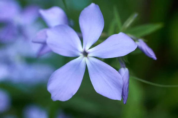 Fleur Bleue Gros Plan Midi — Photo