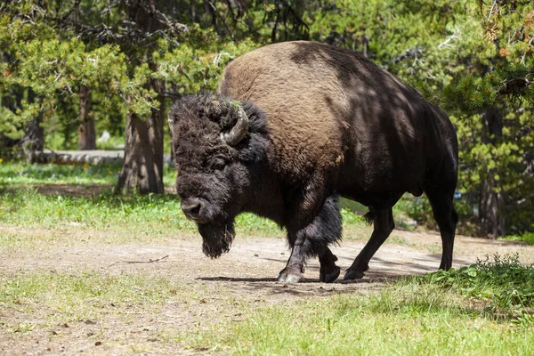 Parc National Yellowstone Faune Bisons Wapitis — Photo