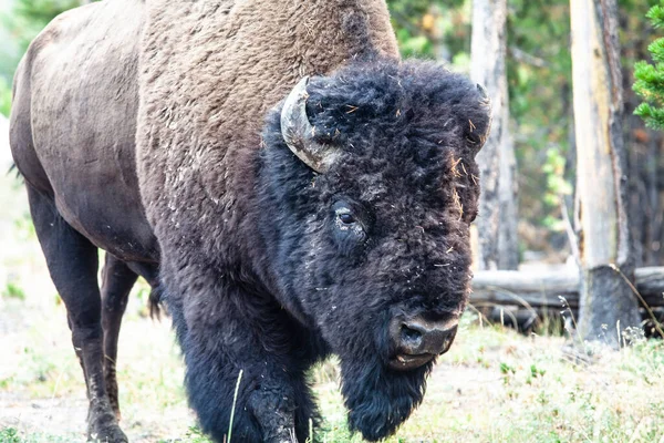 Йеллоустонский Национальный Парк Bison Elk Wildlife — стоковое фото