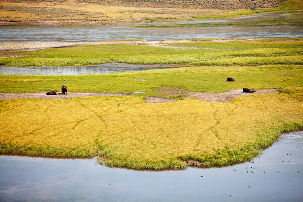 Йеллоустонский национальный парк Bison and Elk wildlife