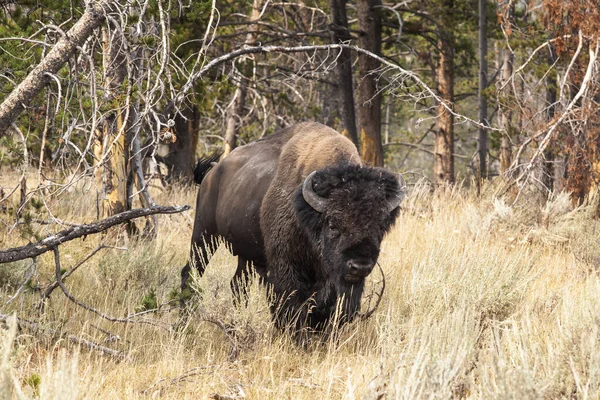 Parc National Yellowstone Faune Bisons Wapitis — Photo