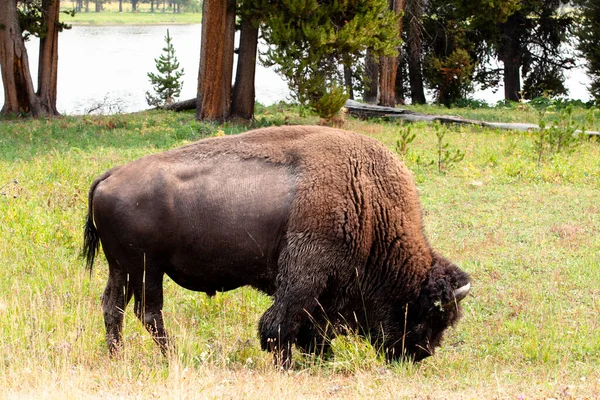 Йеллоустонский Национальный Парк Bison Elk Wildlife — стоковое фото