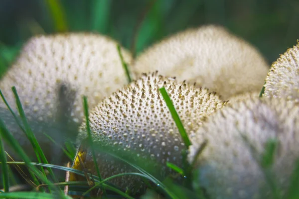 Set Van Witte Kleine Paddenstoelen — Stockfoto