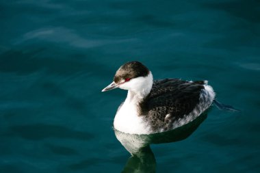 View from above of a Horned Grebe swimming in the Puget Sound clipart