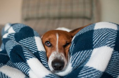 Basset av köpeğinin bir gözü açık bir şekilde sandalyede yatması.