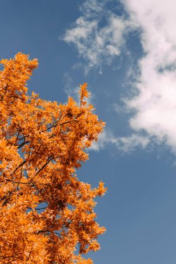 Mavi gökyüzünde turuncu yapraklar