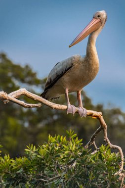 Pelican sitting on a tree in South West Rocks in New South Wales clipart