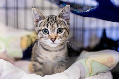 Sevimli ve Sevimli Kedicik ve Davranışlı Kedi Portresi