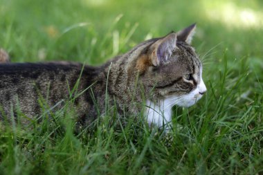 Bir yaz öğleninde çayırda dinlenen bir kedi