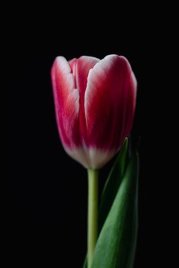 Siyah arkaplana karşı beyaz kenarlı tek pembe laleyi kapat.