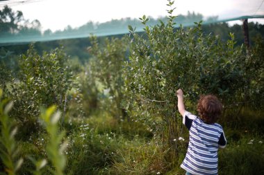 Kırsal alanda yaban mersini toplayan bir çocuk.