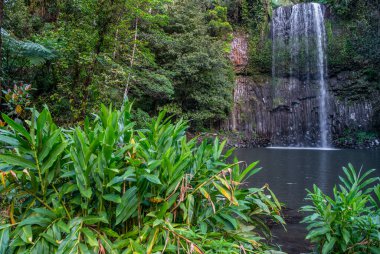 18 metre yüksekliğindeki Millaa Millaa Şelalesi Queensland 'de