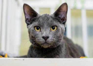 Sevimli ve Sevimli Kedicik ve Davranışlı Kedi Portresi