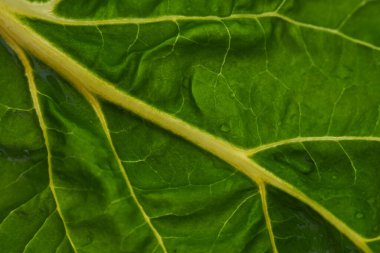 Islak yaprak ve damarın yakın plan görüntüsü