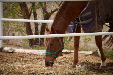 Güzel kahverengi at saman yiyor.