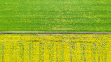 Yaz tarlalarının havadan görünüşü. Yukarıdan sarı alanlar. Fotoğraf İHA ile çekildi.