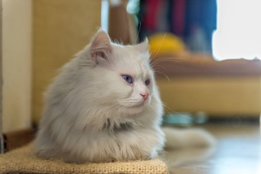 Beyaz İran kedisi kanepede yatıyordu..