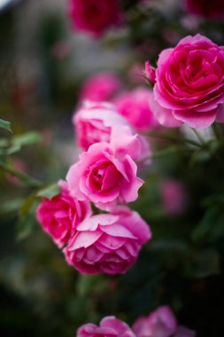 Güneşte parlak pembe güller