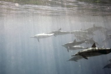 Oahu 'da Electric Beach açıklarında yüzen yunus sürüsü.