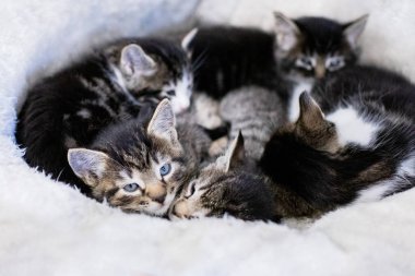 Sevimli ve Sevimli Kedicik ve Davranışlı Kedi Portresi