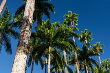 Yağmur ormanlarındaki imparatorluk palmiyelerine güzel bir manzara, Botanik Bahçeleri, Rio de Janeiro, Brezilya