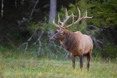 A Bull Elk Pausing in a Field clipart