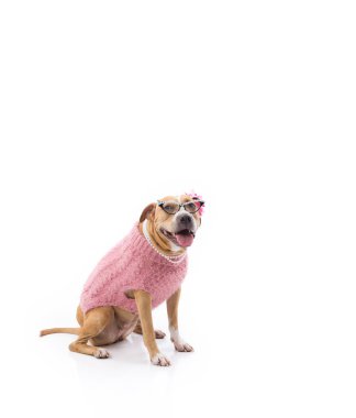 Kırmızı pitbull kameraya bakıyor kadınsı kıyafetler ve mücevherler giyiyor.