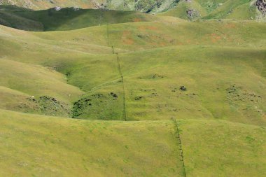 Heavy Spri 'den sonra Kaliforniya' da Green Rolling Hills Idyllic Scene