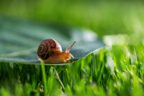 Snail Grass Sunny Day Close — Stock Photo, Image