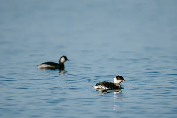 Ένα Ζευγάρι Horned Grebes Κολυμπούν Στα Καταγάλανα Νερά Του Puget — Φωτογραφία Αρχείου