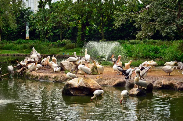 Room Pelicans Resting Bank Pond — Stock Photo, Image