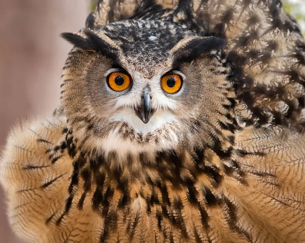 Eurasian Eagle Owl Fluffing His Feathers — Stock Photo, Image