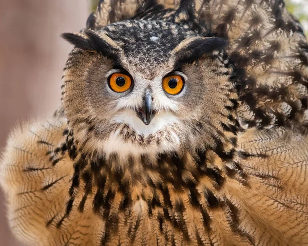 Hibou Aigle Eurasien Peluchant Ses Plumes — Photo