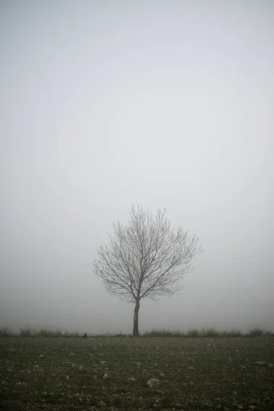 Árbol Entre Niebla Zaragoza Provincia España — Foto de Stock