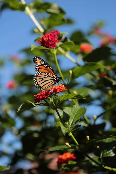 Una Mariposa Monarca Alimentándose Una Flor Verbeana — Foto de Stock