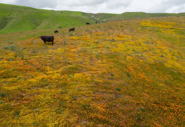 Idyllic California Hillsides Cheio Flores Silvestres Bloom Depois — Fotografia de Stock