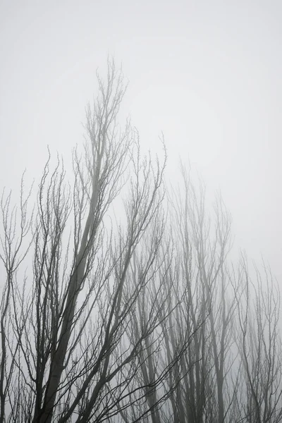 Árvores Entre Nevoeiro Província Zaragoza Espanha — Fotografia de Stock