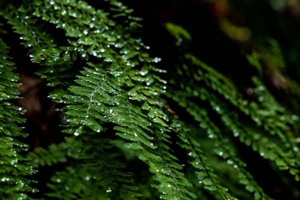 露の滴で覆われた層状の緑のシダの葉 — ストック写真