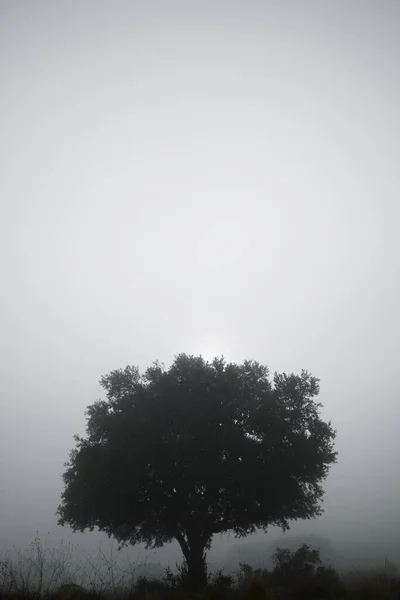 Árbol Entre Niebla Zaragoza Provincia España — Foto de Stock