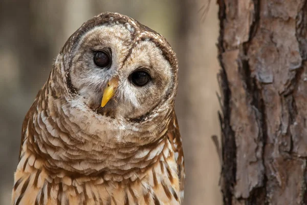 Curious Barred Owl — Stock Photo, Image
