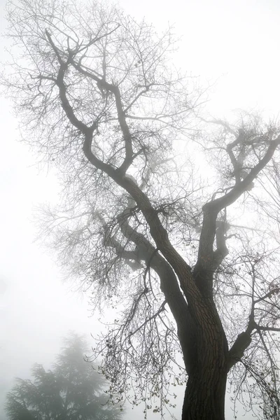 Árboles Entre Niebla Zaragoza Provincia España — Foto de Stock