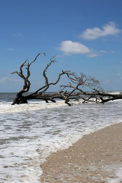 Vagues Écrasant Dans Les Arbres Morts Bois Flotté Sur Une — Photo