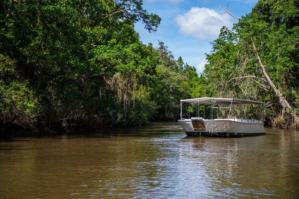 Εξερεύνηση Του Εθνικού Πάρκου Daintree Στο Queensland — Φωτογραφία Αρχείου