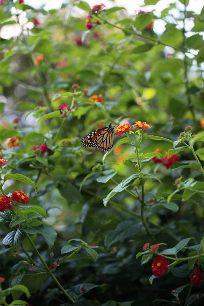 Una Mariposa Monarca Alimentándose Una Flor Verbeana — Foto de Stock