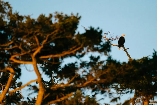 Amplia Vista Angular Águila Calva Sentada Una Rama Árbol —  Fotos de Stock