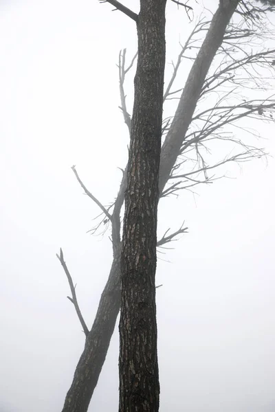 Деревья Между Туманом Провинция Сарагоса Испании — стоковое фото
