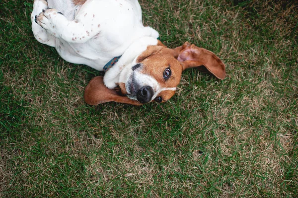Basset Hond Hond Rolt Het Gras Achtertuin — Stockfoto