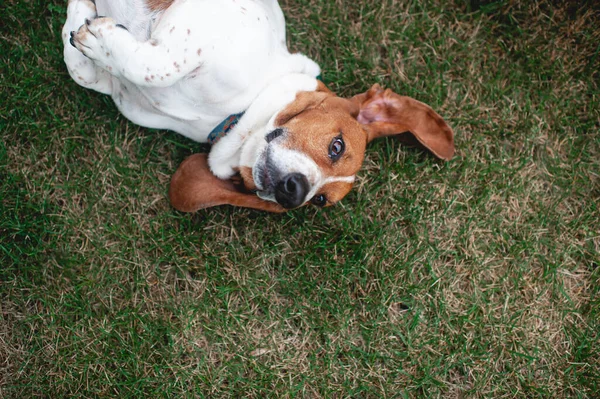 Basset Hound Hund Rollt Gras Hinterhof — Stockfoto